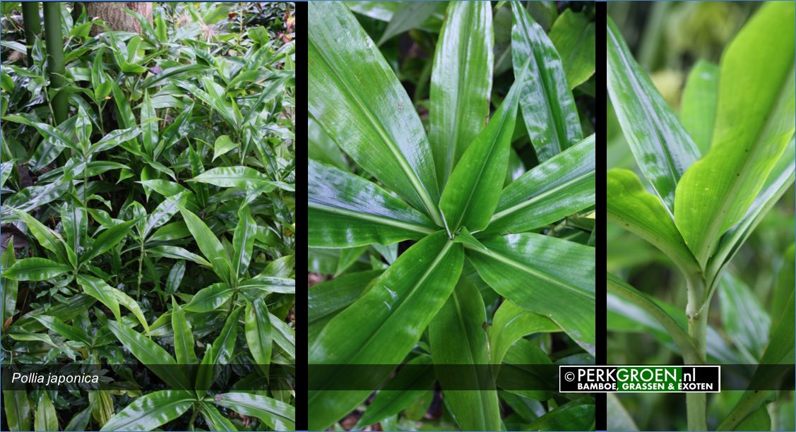 Pollia japonica